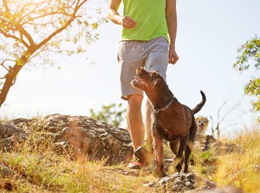 The 10 Best Dog Parks in Virginia!