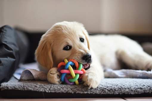The 8 Best Pet Stores in Virginia!